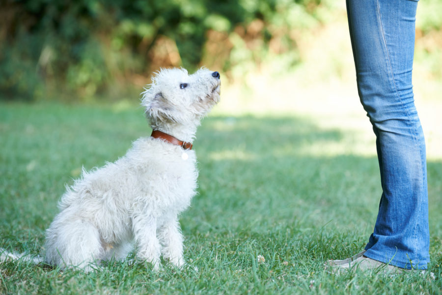 A person is training his/her pet